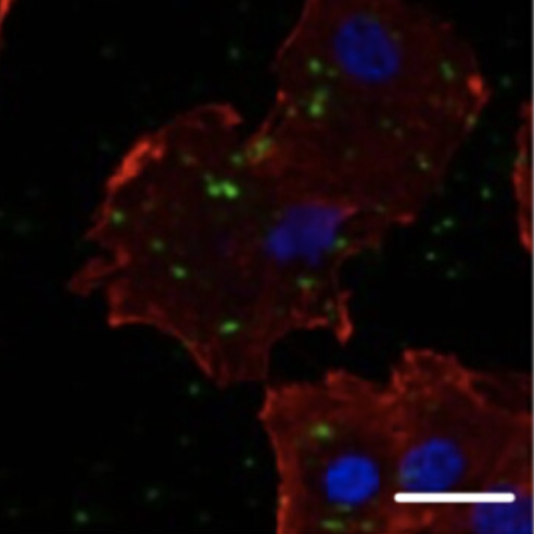 ACS
                    Applied Nanomaterials